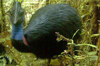 Illustration for article titled Researchers Discover New Miniature Mammals in New Guinea
